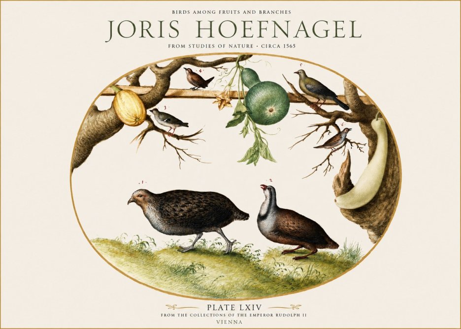 Joris Hoefnagel Birds Among Fruits and Branches No1 - Poszter