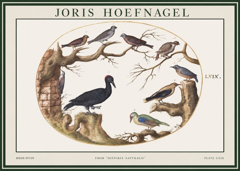 Joris Hoefnagel Birds in an Oval Frame No2 - Poszter