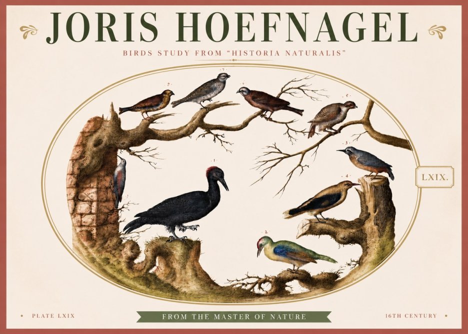 Joris Hoefnagel Birds in an Oval Frame No4 - Poszter