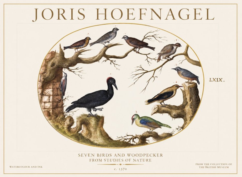 Joris Hoefnagel Birds in an Oval Frame No6 - Poszter