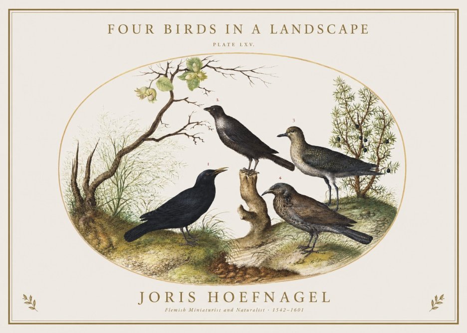 Joris Hoefnagel Four Birds in a Landscape No1 - Poszter