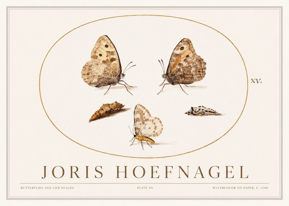 Joris Hoefnagel Butterflies and Life Stages - Plate Xv No1 - Poszter