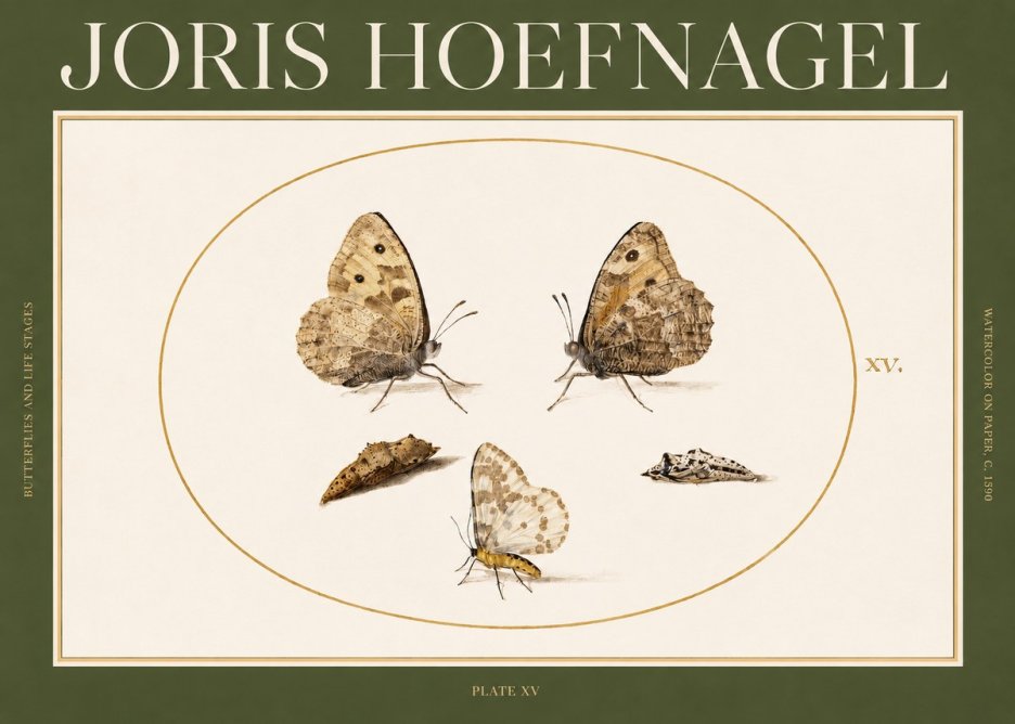 Joris Hoefnagel Butterflies and Life Stages - Plate Xv No2 - Poszter