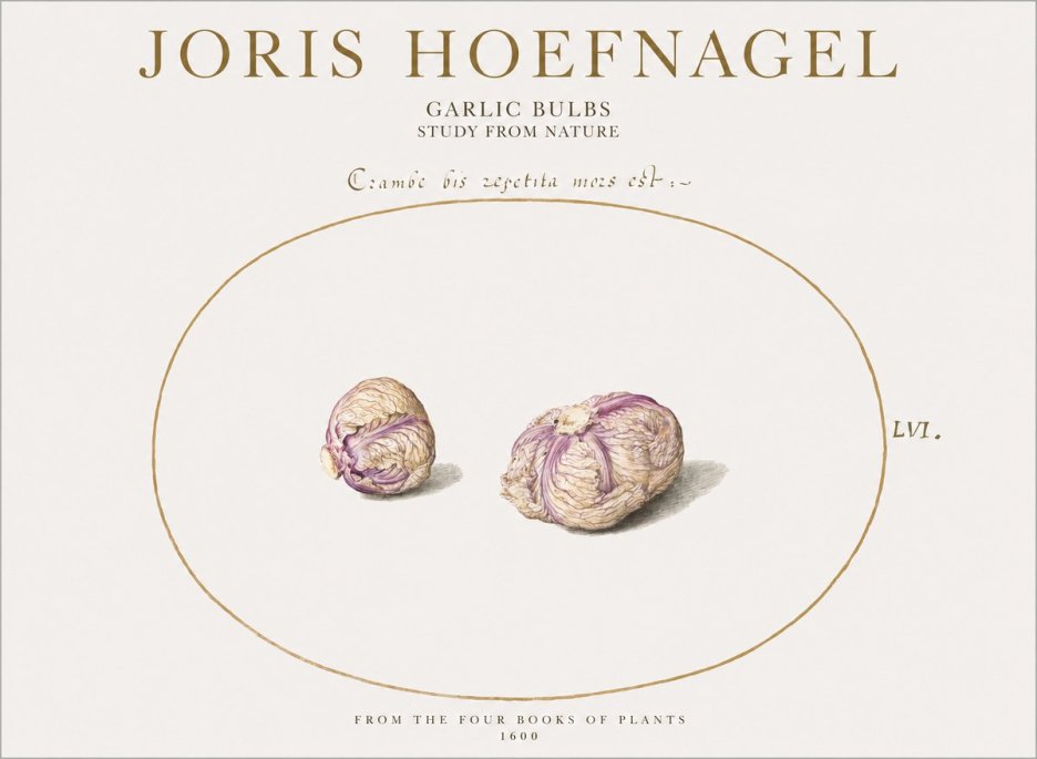 Joris Hoefnagel Garlic Bulbs Study from Nature No1 - Poszter