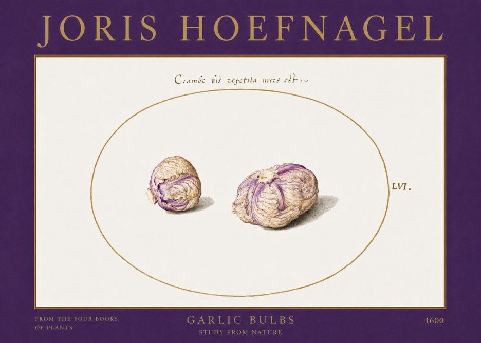Joris Hoefnagel Garlic Bulbs Study from Nature No2 - Poszter