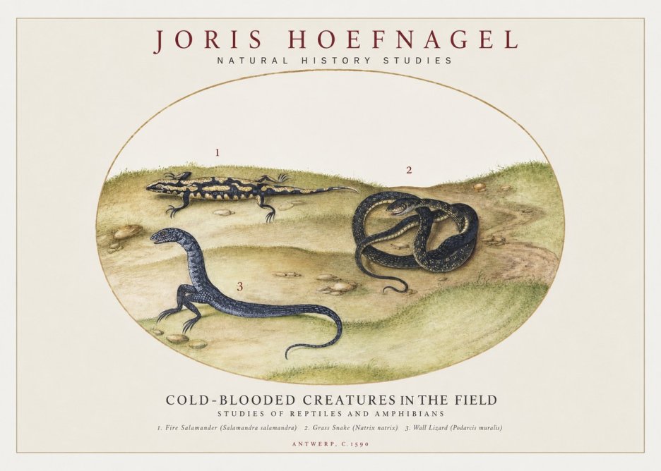 Joris Hoefnagel Cold-blooded Creatures in the Field No1 - Poszter
