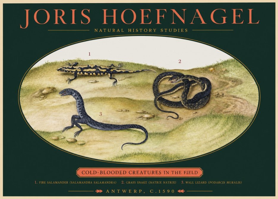 Joris Hoefnagel Cold-blooded Creatures in the Field No2 - Poszter