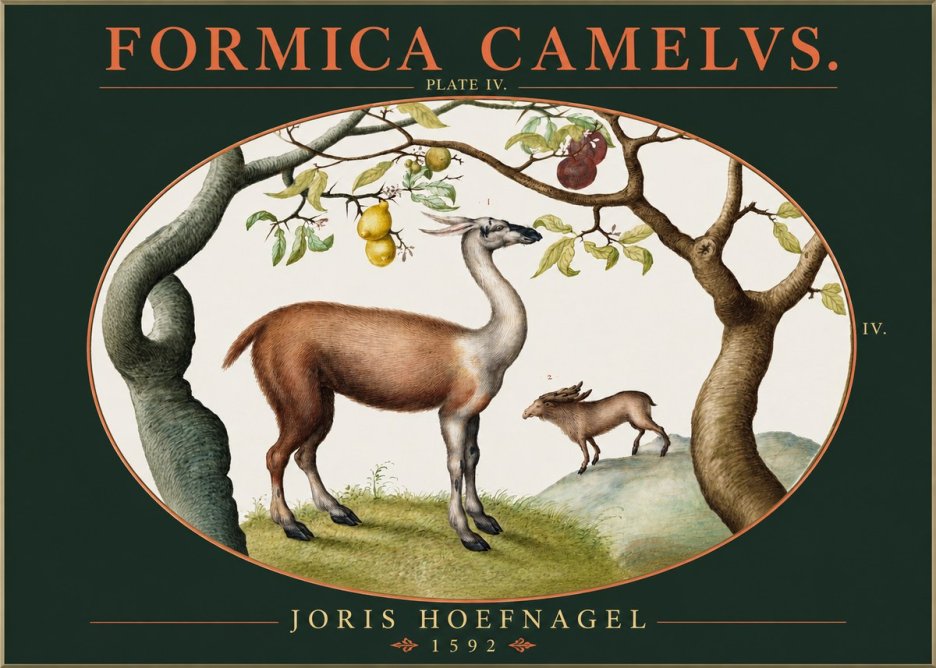Joris Hoefnagel Formicamelus. No3 - Poszter