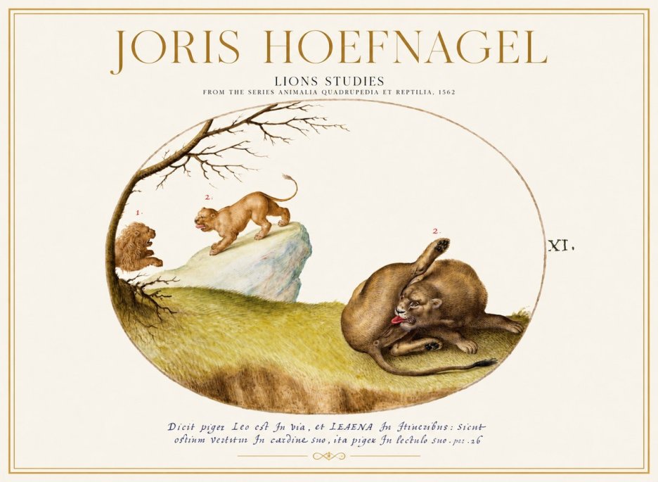 Joris Hoefnagel Lions Studies No1 - Poszter