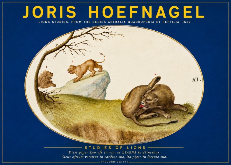 Joris Hoefnagel Lions Studies No2 - Poszter