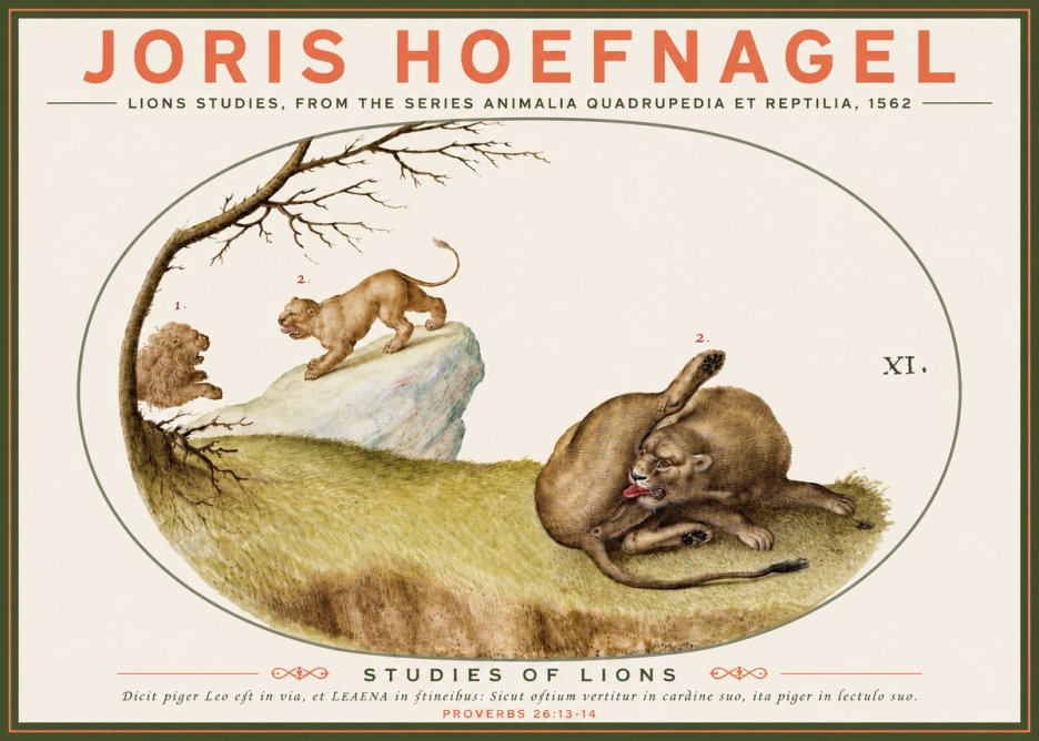 Joris Hoefnagel Lions Studies No3 - Poszter