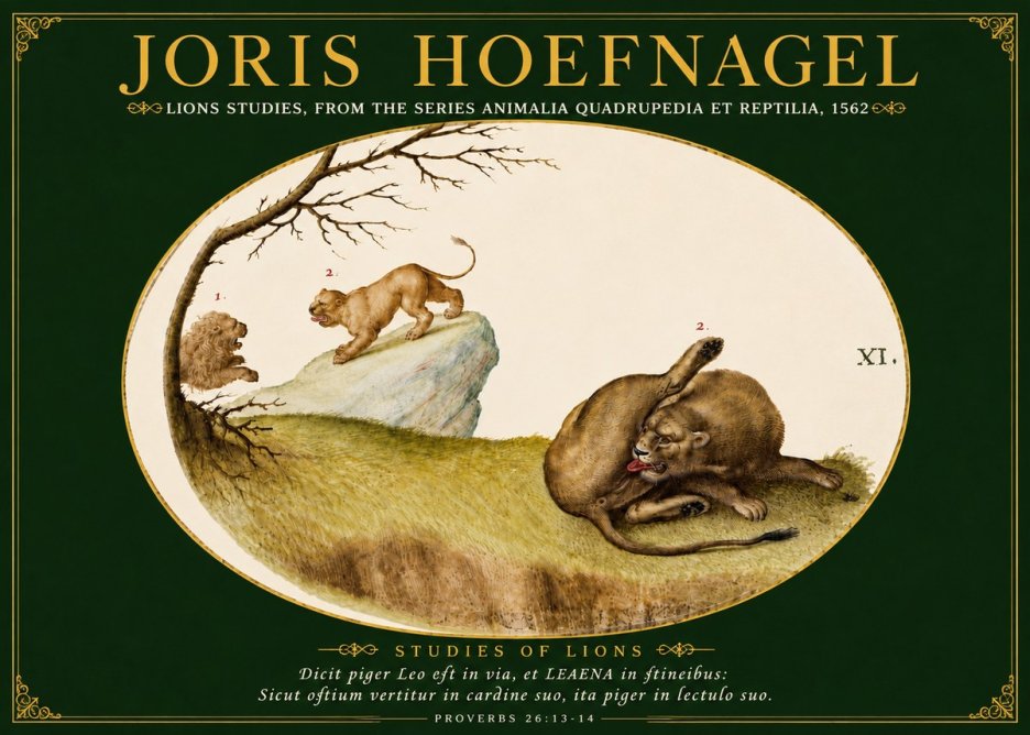 Joris Hoefnagel Lions Studies No5 - Poszter