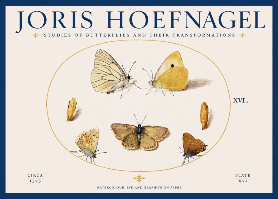 Joris Hoefnagel Studies of Butterflies and Their Transformations No2 - Poszter