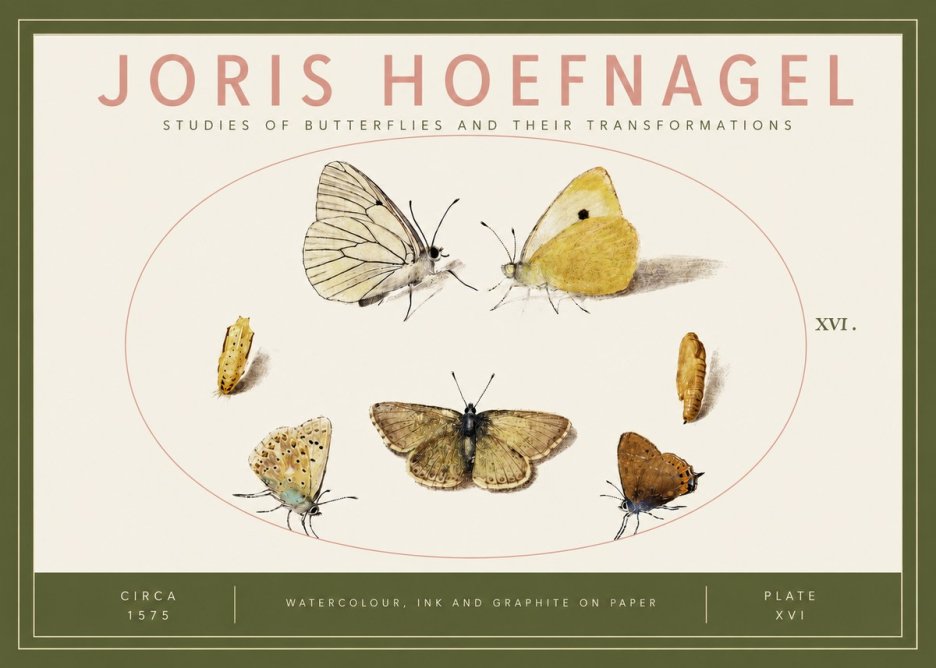 Joris Hoefnagel Studies of Butterflies and Their Transformations No3 - Poszter