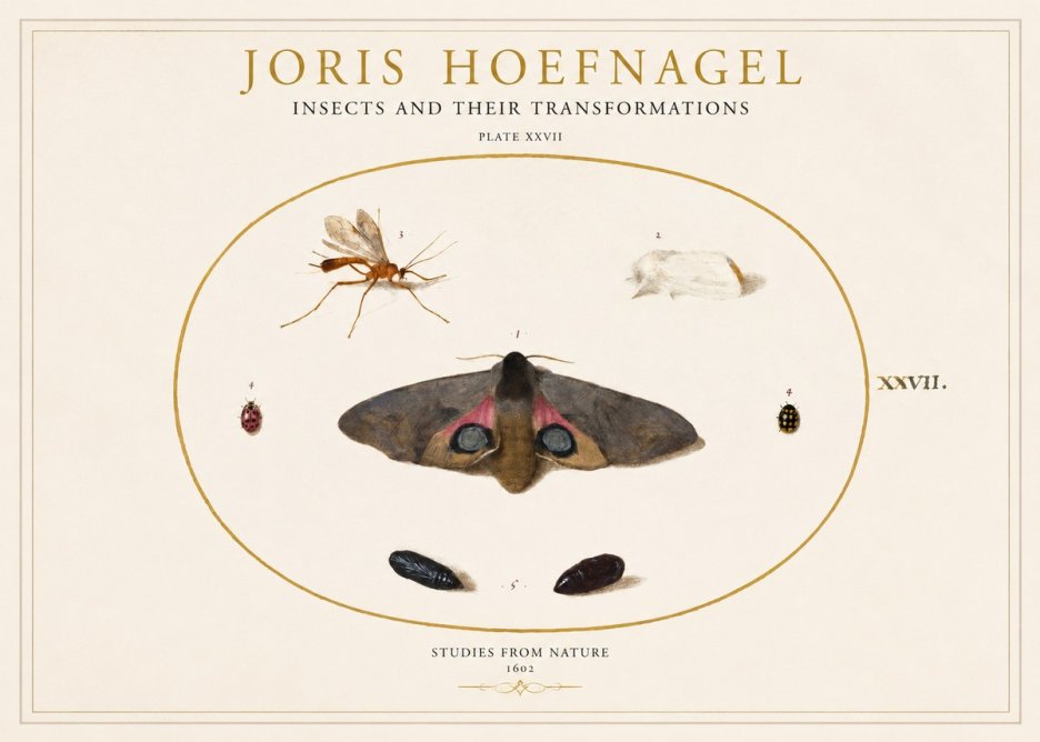 Joris Hoefnagel Insects and Their Transformations - Plate Xxvii No1 - Poszter