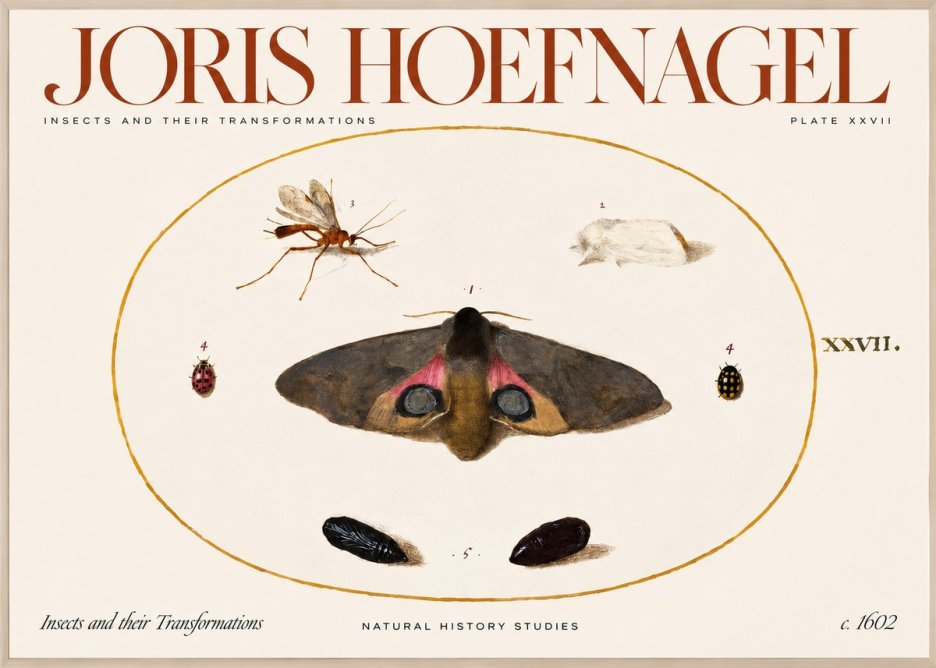 Joris Hoefnagel Insects and Their Transformations - Plate Xxvii No2 - Poszter