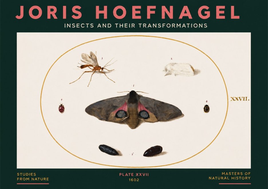Joris Hoefnagel Insects and Their Transformations - Plate Xxvii No3 - Poszter