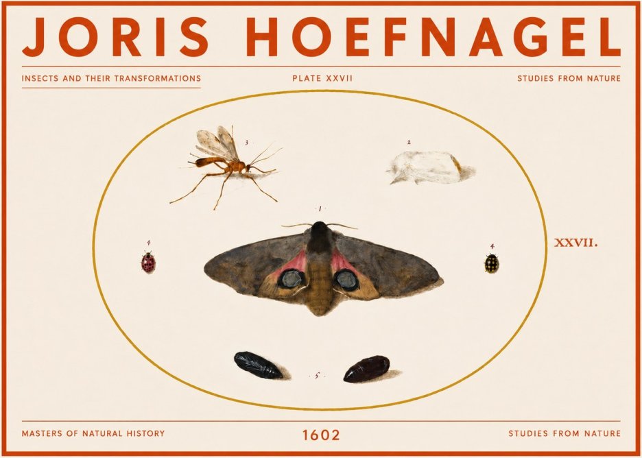 Joris Hoefnagel Insects and Their Transformations - Plate Xxvii No5 - Poszter