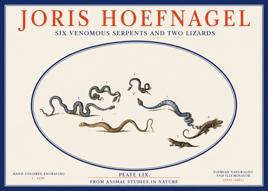 Joris Hoefnagel Six Venomous Serpents and Two Lizards No2 - Poszter