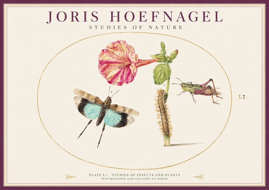 Joris Hoefnagel Plate L1. Studies of Insects and Plants No1 - Poszter
