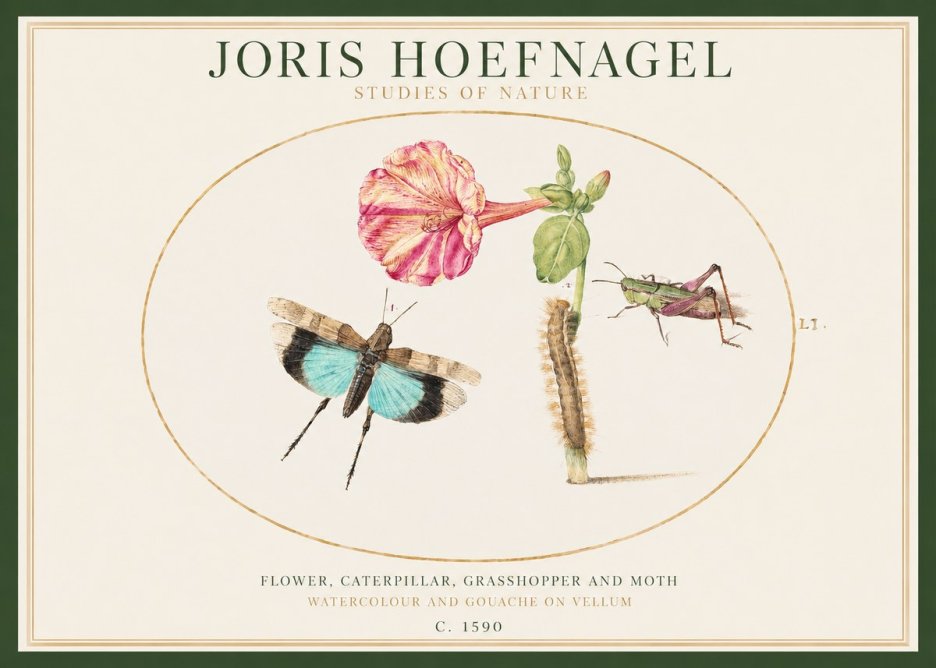 Joris Hoefnagel Plate L1. Studies of Insects and Plants No2 - Poszter