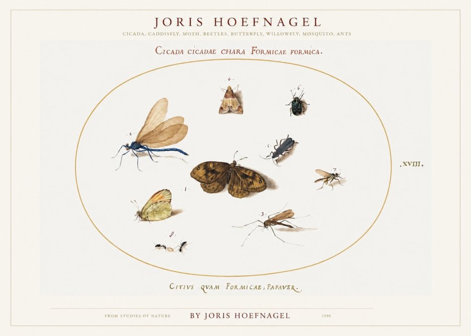 Joris Hoefnagel Cicada Cicadae Chara Formicae Formica. No1 - Poszter
