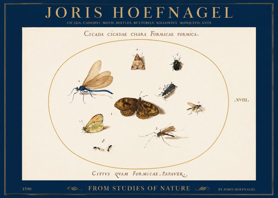 Joris Hoefnagel Cicada Cicadae Chara Formicae Formica. No2 - Poszter