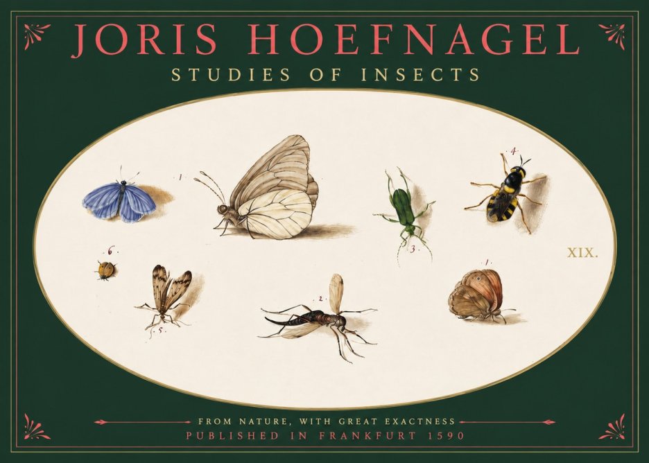 Joris Hoefnagel Studies of Insects V No2 - Poszter