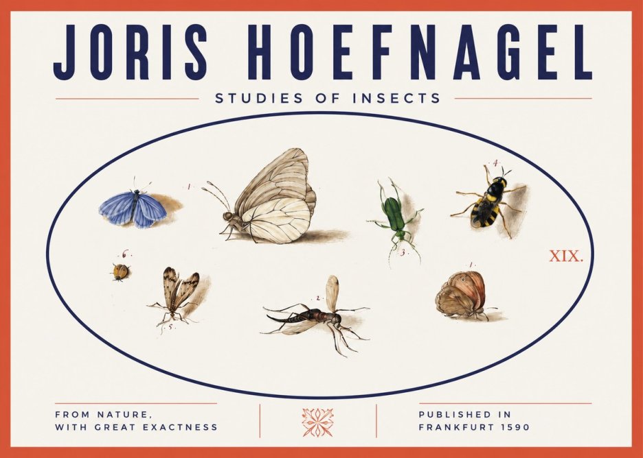 Joris Hoefnagel Studies of Insects V No3 - Poszter