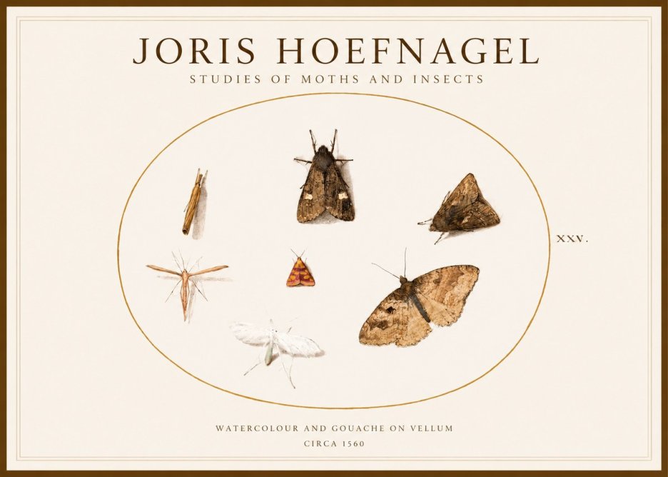 Joris Hoefnagel Studies of Moths and Insects - Xxv. No1 - Poszter