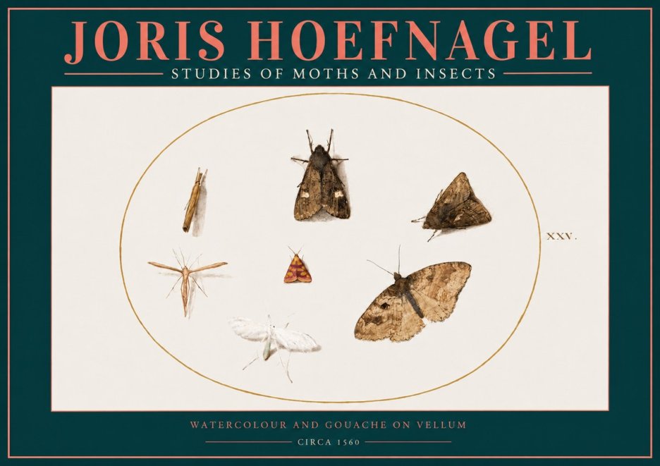 Joris Hoefnagel Studies of Moths and Insects - Xxv. No2 - Poszter