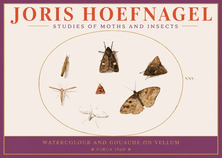 Joris Hoefnagel Studies of Moths and Insects - Xxv. No3 - Poszter