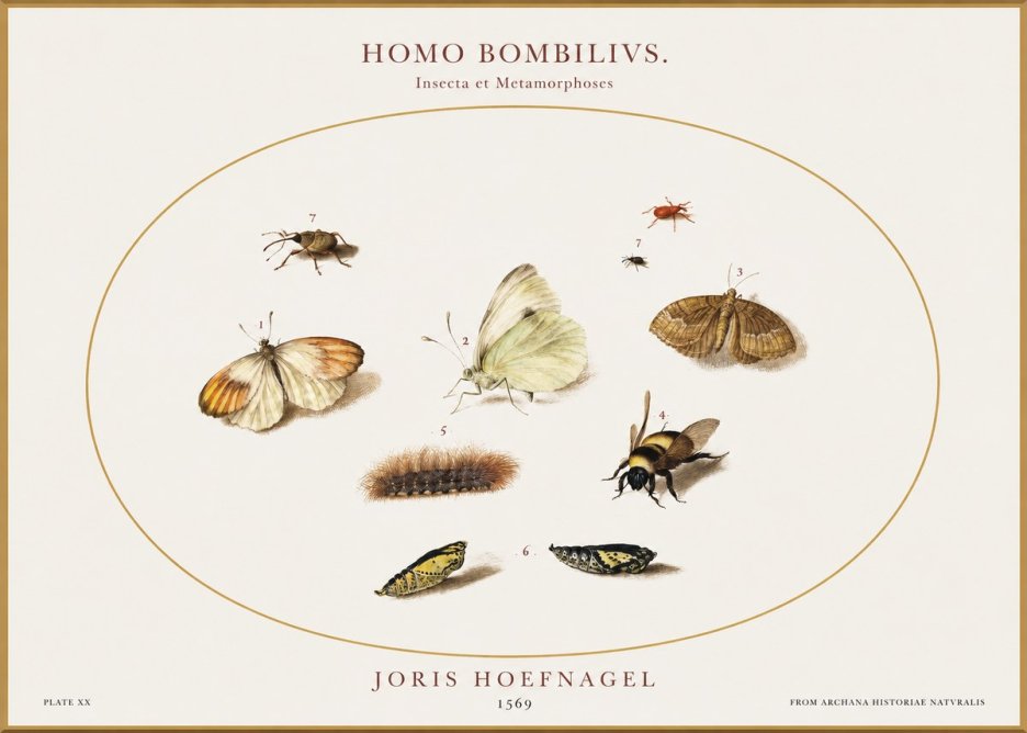 Joris Hoefnagel Homo Bombilivs. Insecta Et Metamorphoses No1 - Poszter