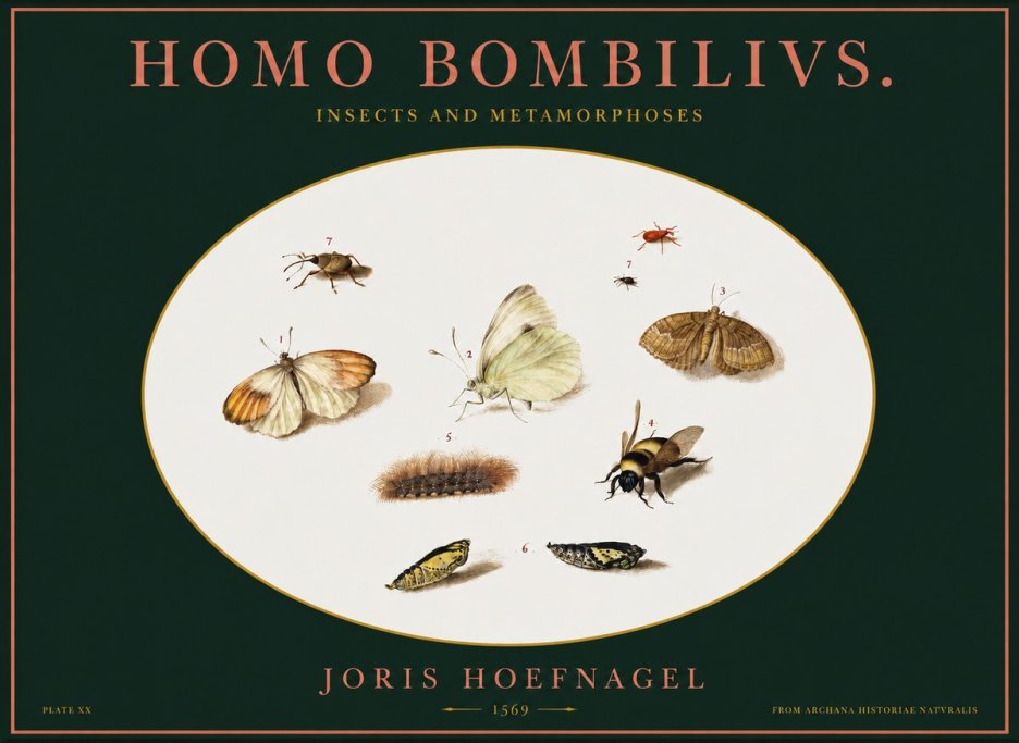 Joris Hoefnagel Homo Bombilivs. Insecta Et Metamorphoses No2 - Poszter