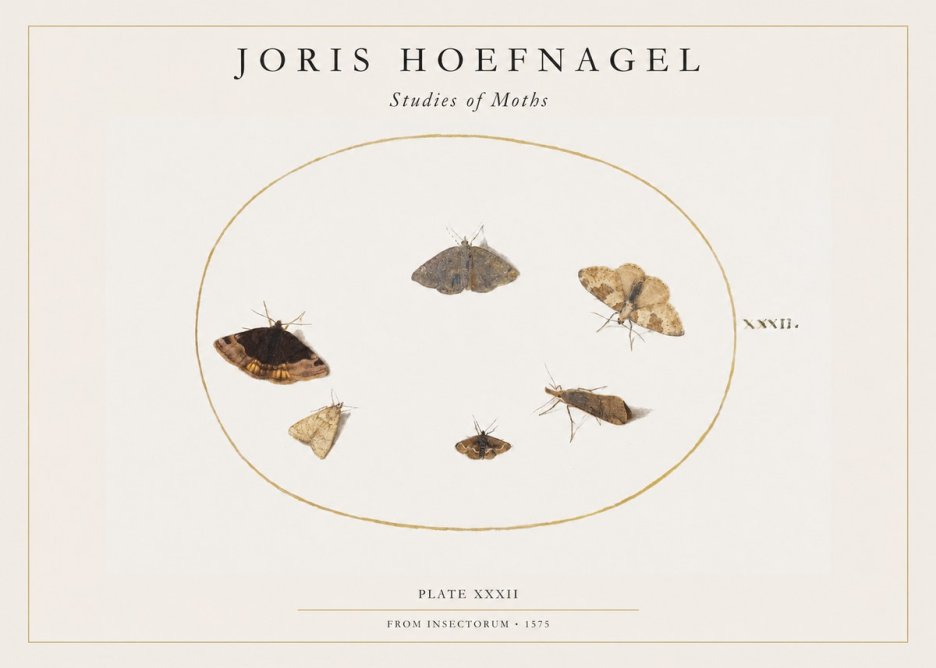 Joris Hoefnagel Studies of Moths III No1 - Poszter