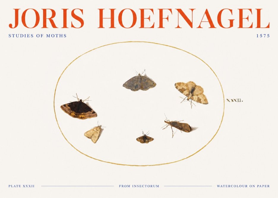 Joris Hoefnagel Studies of Moths III No3 - Poszter