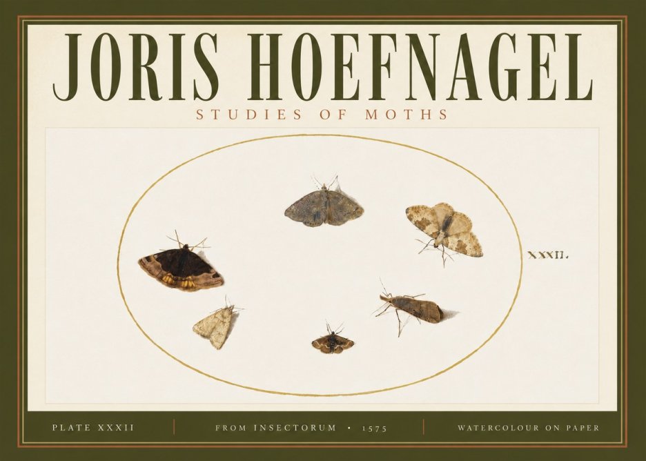 Joris Hoefnagel Studies of Moths III No4 - Poszter