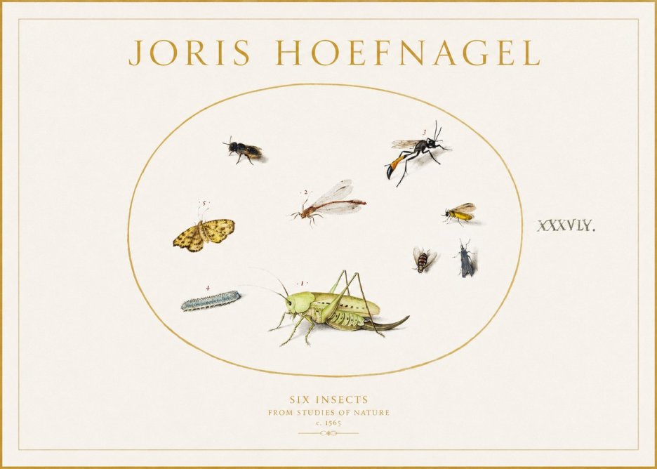Joris Hoefnagel Six Insects from Studies of Nature C. 1565 No1 - Poszter