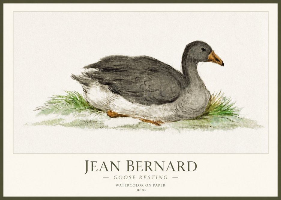 Jean Bernard Goose Resting No1 - Poszter
