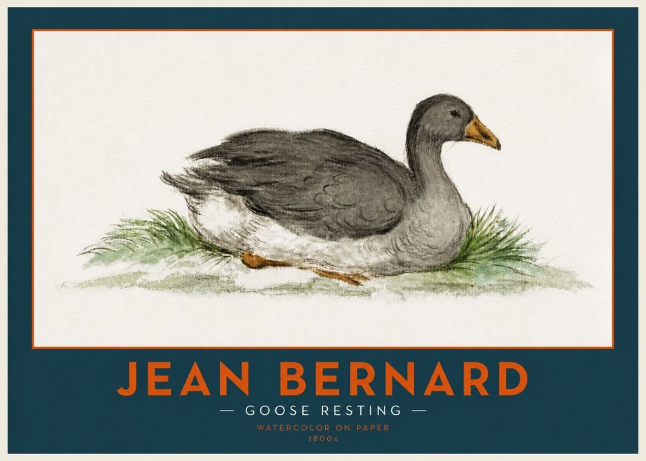 Jean Bernard Goose Resting No2 - Poszter