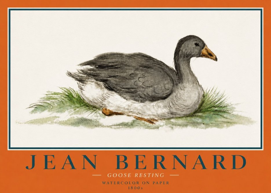 Jean Bernard Goose Resting No4 - Poszter