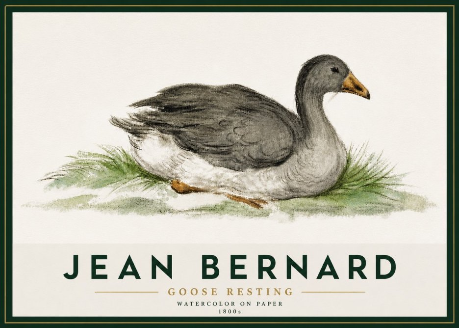 Jean Bernard Goose Resting No5 - Poszter