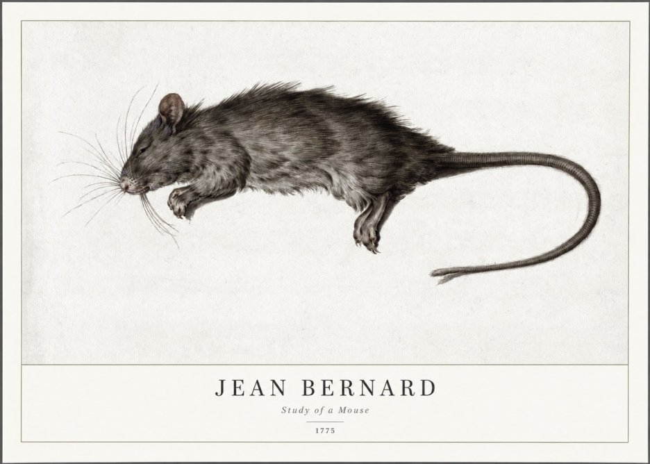 Jean Bernard Study of a Mouse II No1 - Poszter