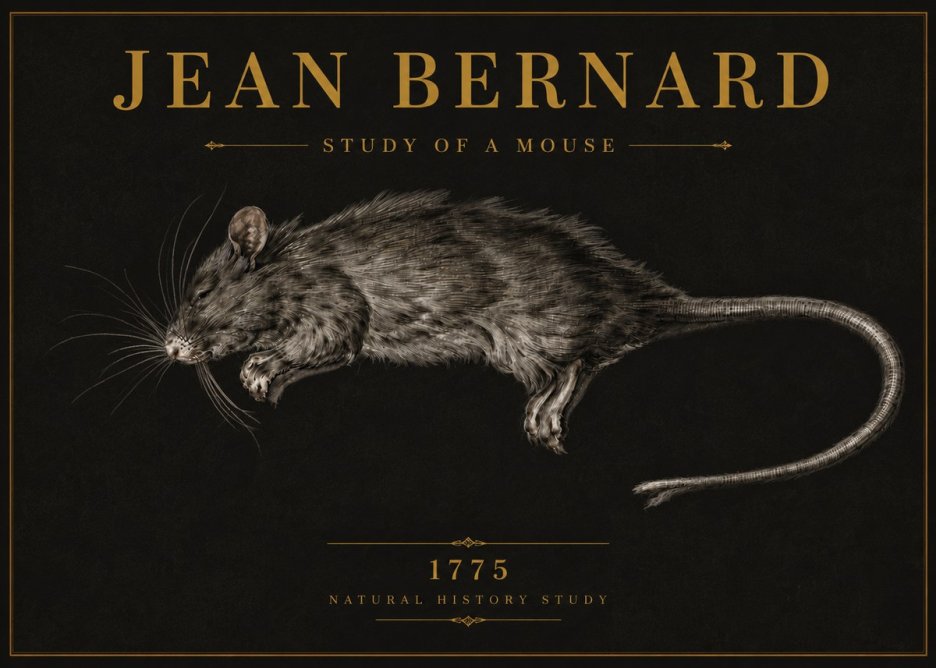 Jean Bernard Study of a Mouse II No6 - Poszter