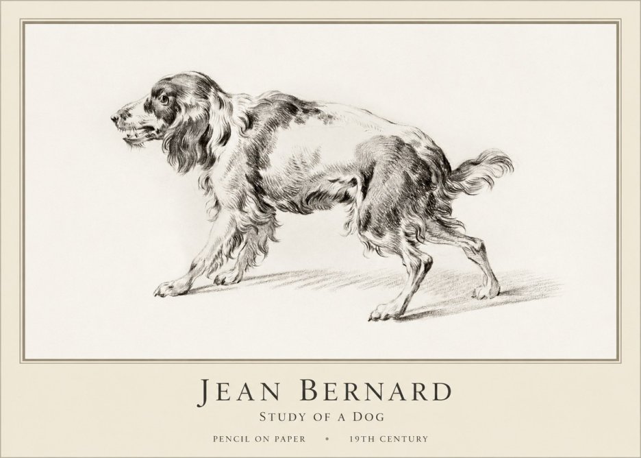 Jean Bernard Study of a Dog V No1 - Poszter