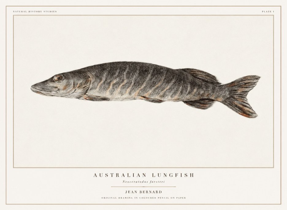 Jean Bernard Australian Lungfish No1 - Poszter
