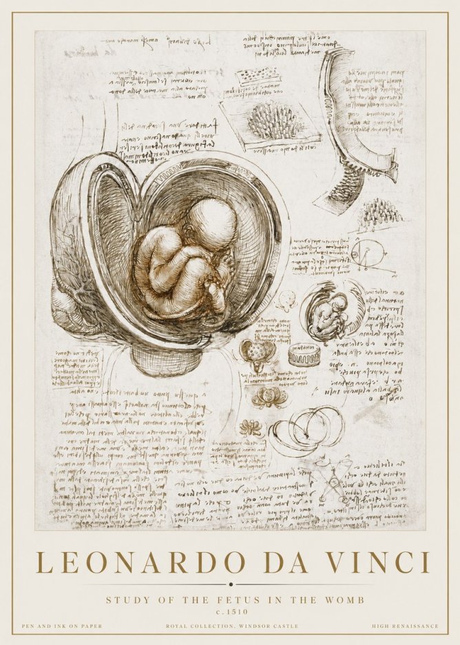 Leonardo da Vinci Studies of the Fetus in the Womb No3 - Poszter