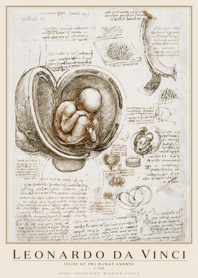 Leonardo da Vinci Studies of the Fetus in the Womb No4 - Poszter