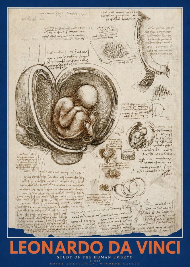 Leonardo da Vinci Studies of the Fetus in the Womb No5 - Poszter