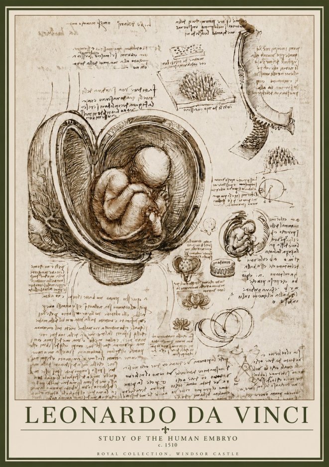 Leonardo da Vinci Studies of the Fetus in the Womb No6 - Poszter